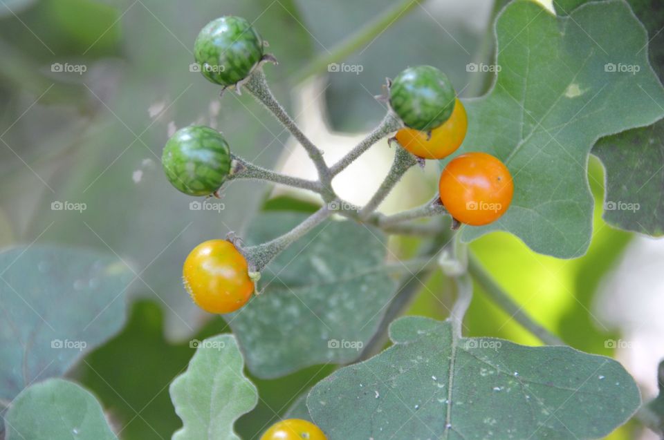 Brinjal fruits on tree