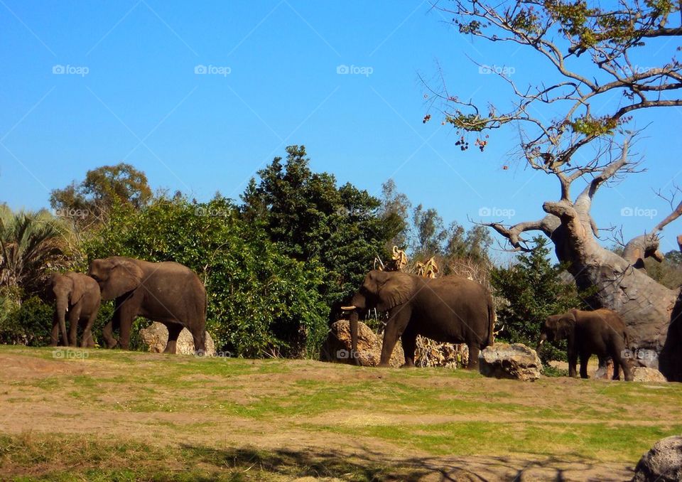 Roaming Elephant Family