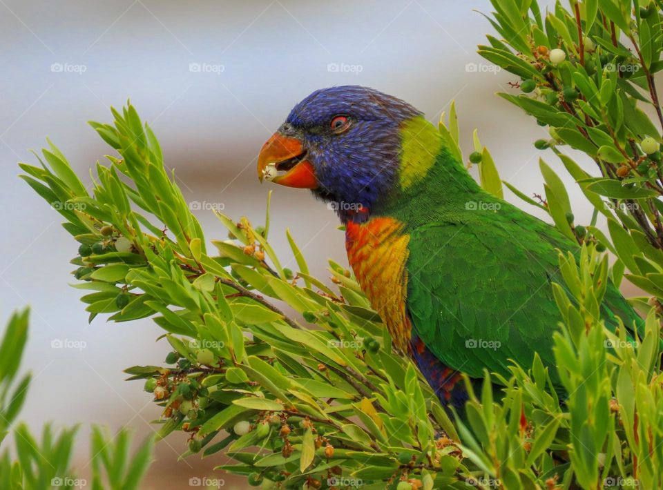 Colourful bird