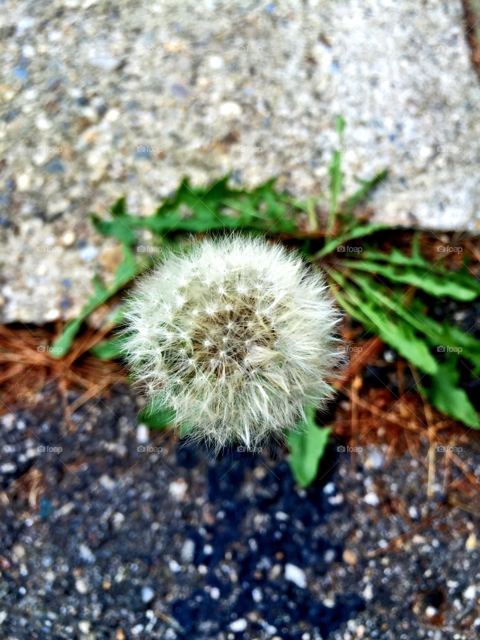     Dandelion 