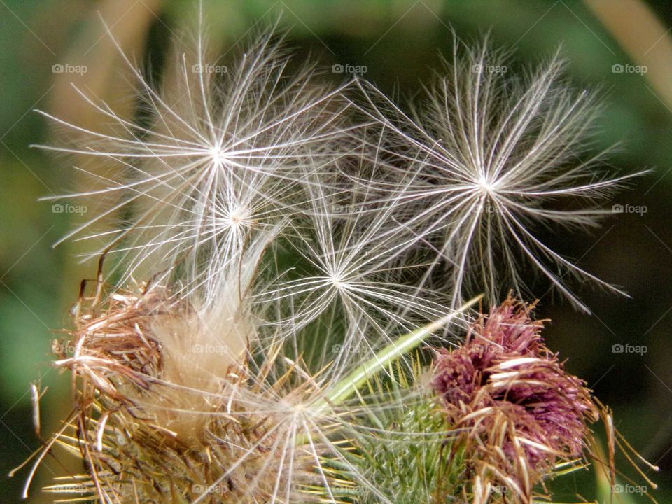 Flugsamen der Ackerkratzdistel