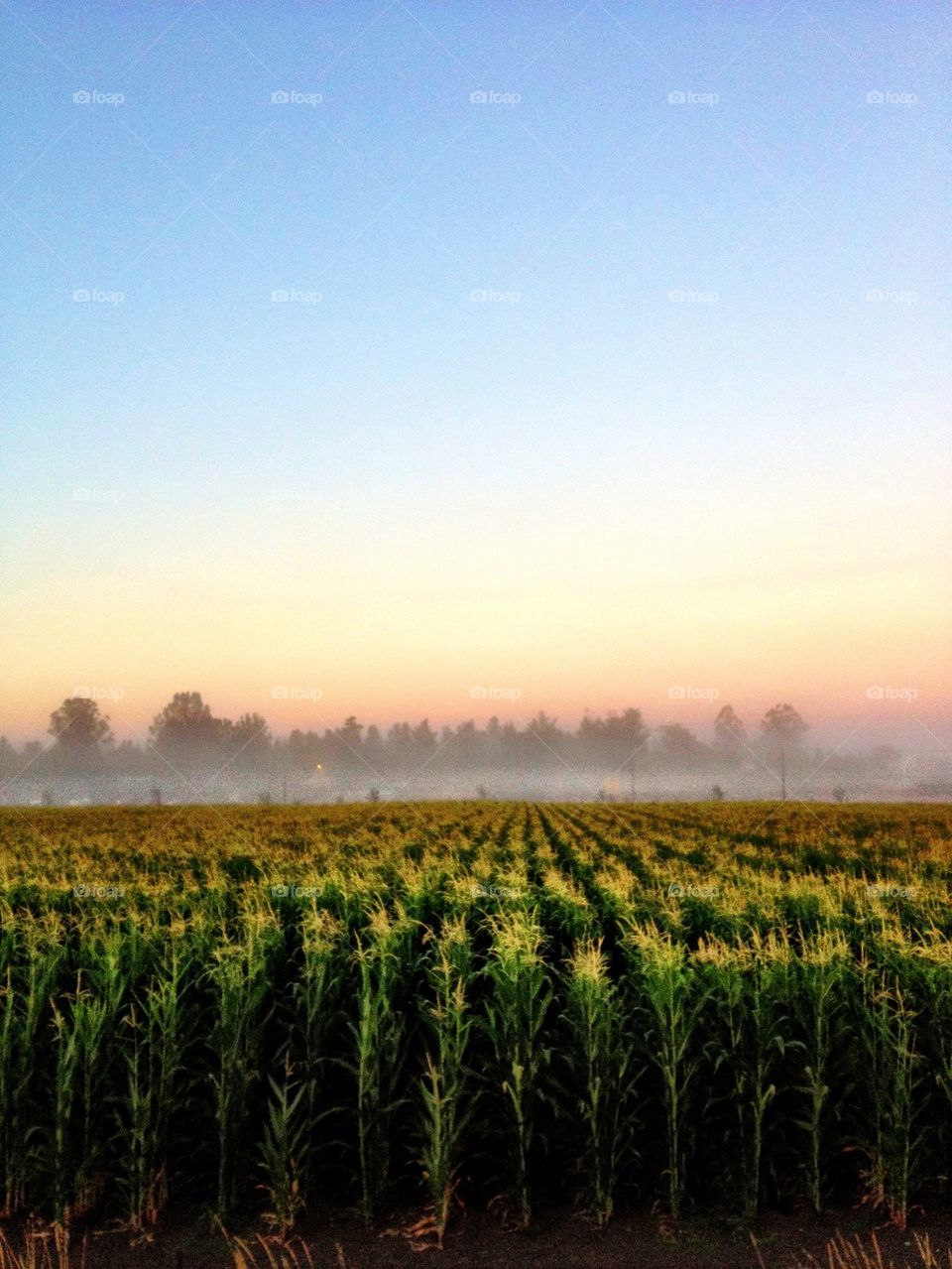 Morning fields