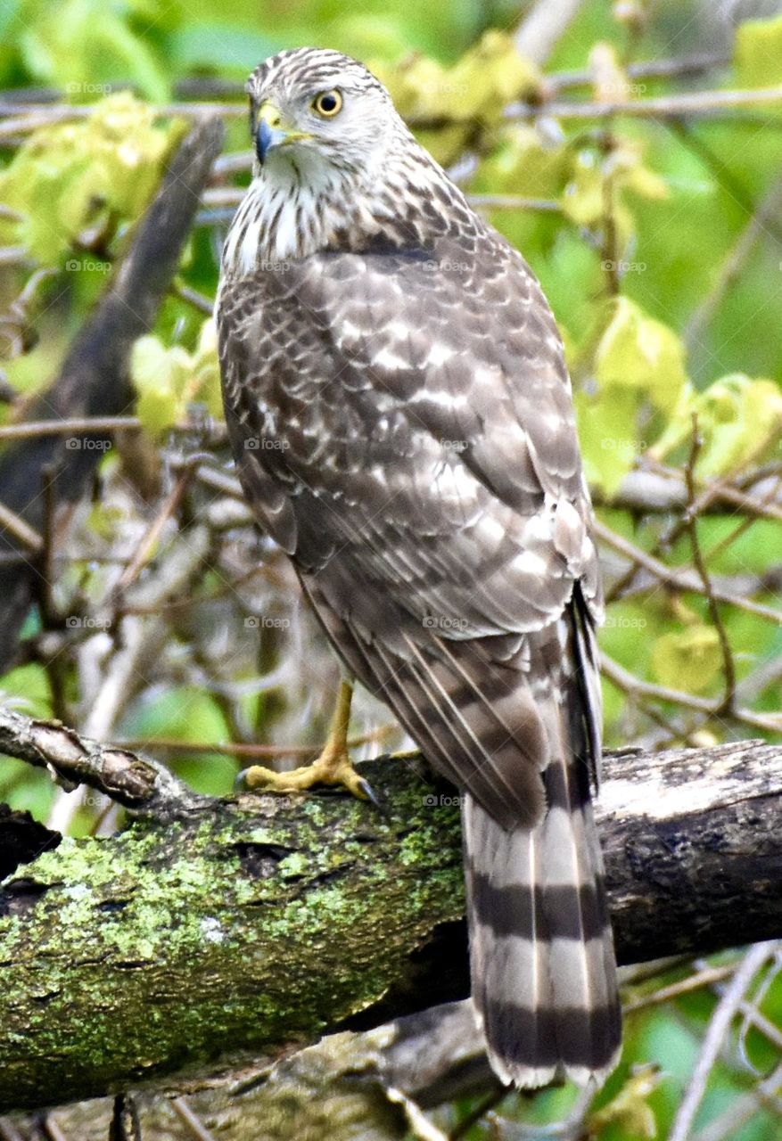 Cooper’s Hawk perched on a branch