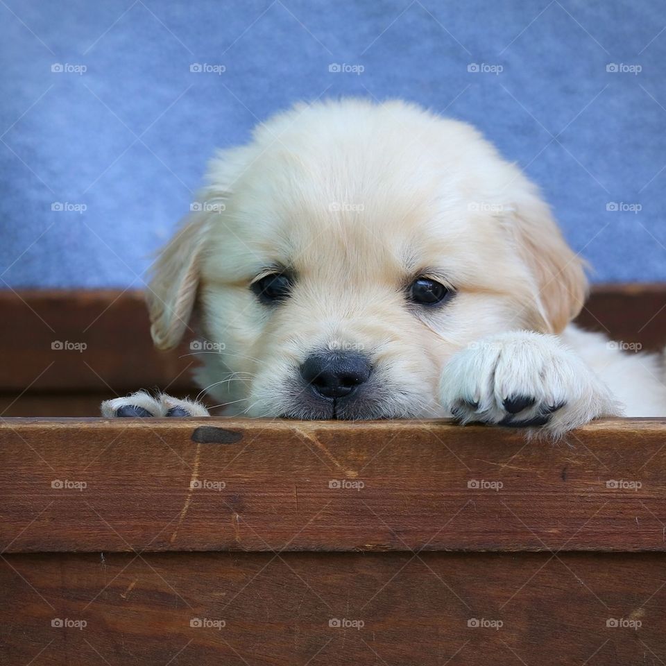 Box puppy