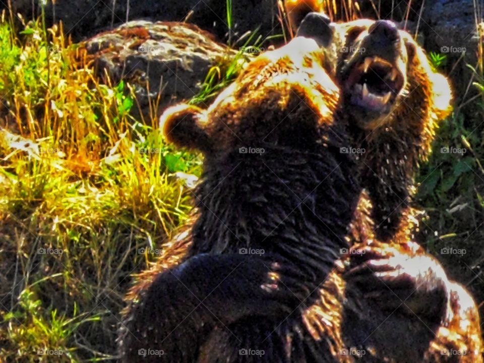 Grizzly Bears Playing In The Wild