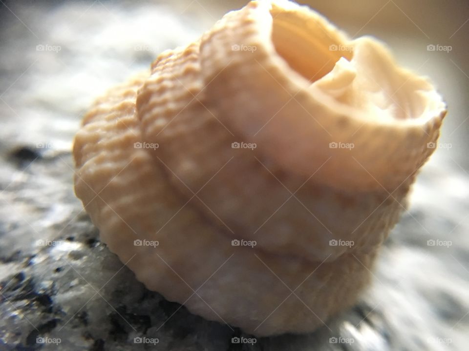 Little shell 