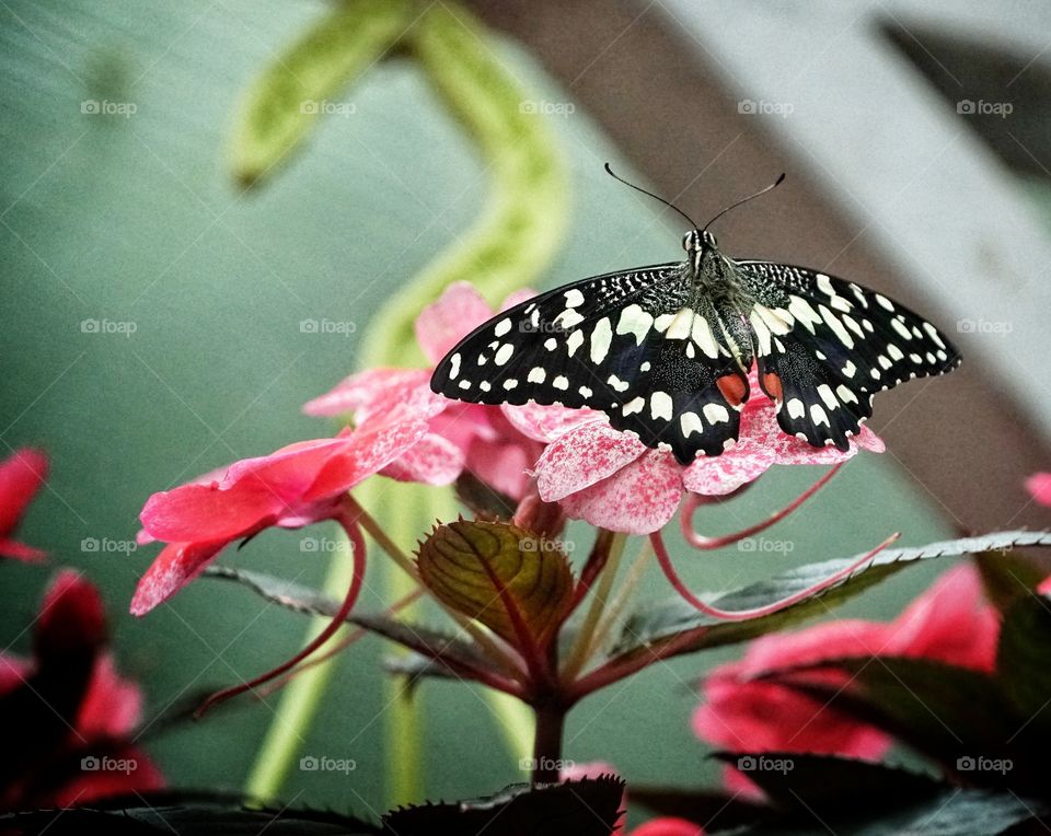 Butterfly Expo  - Antipa Museum/Bucharest