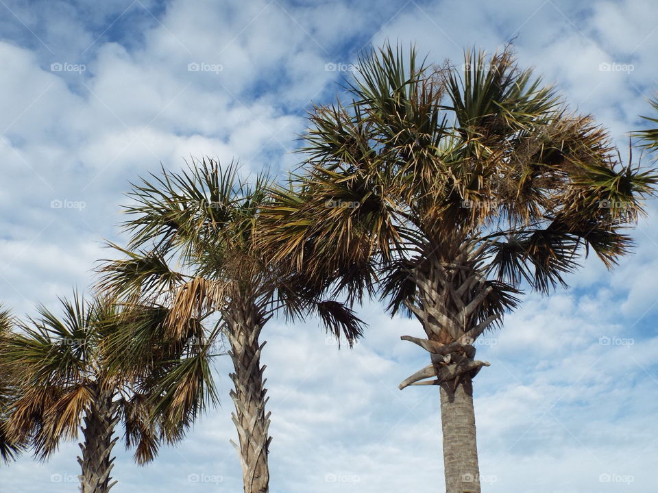 Palms at Tybee Island