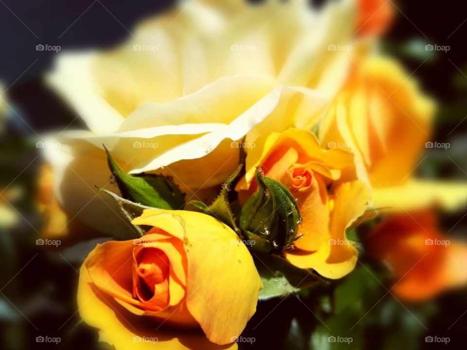 orange roses