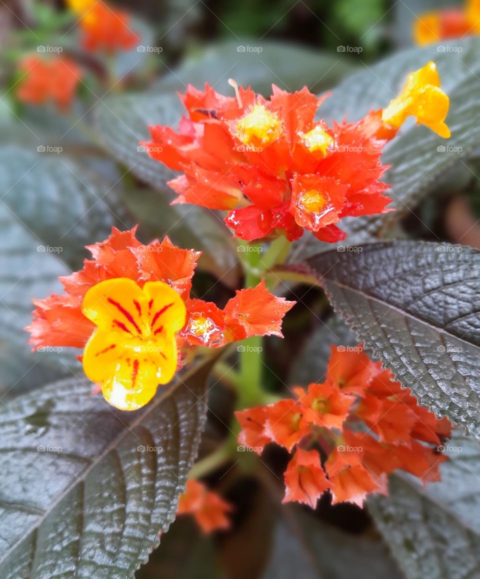 Alloplectus is a genus of flowering plants in the family Gesneriaceae.These plants typically have brightly colored flowers, which makes them popular among plant enthusiasts and collectors. Some species are known for their attractive foliage as well.