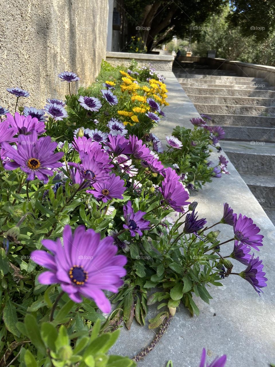 Colorful spring time flowers next to a stone staircase outside of Dubrovnik Old Town.