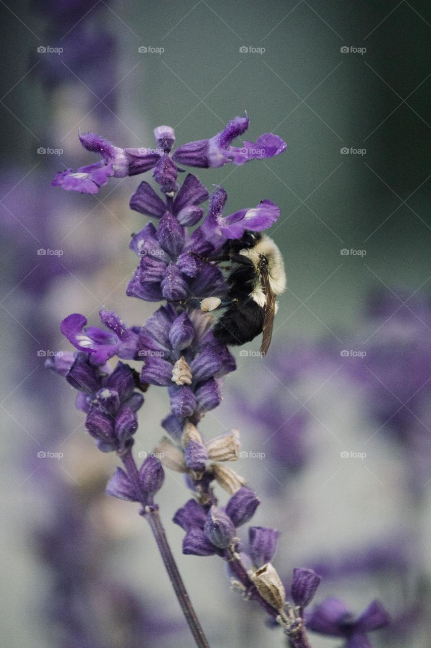 Bee on purple flower 