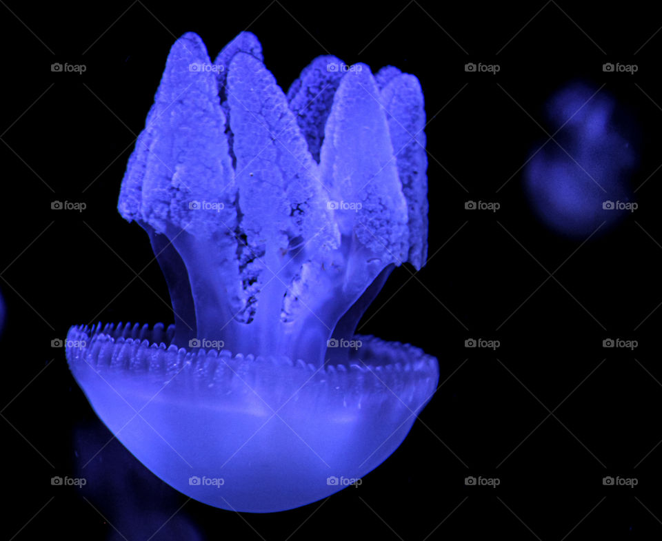 Blue Jelly