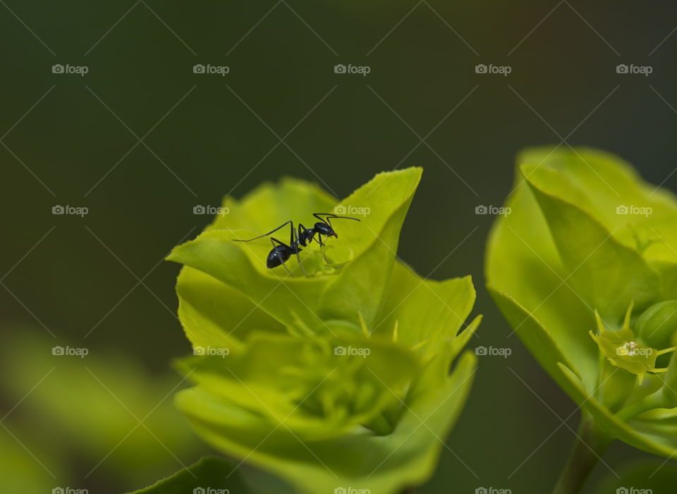 Ant on a green plant in a garden
