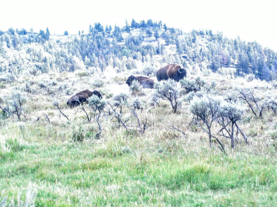 Buffalo in Yellow Stone National Park