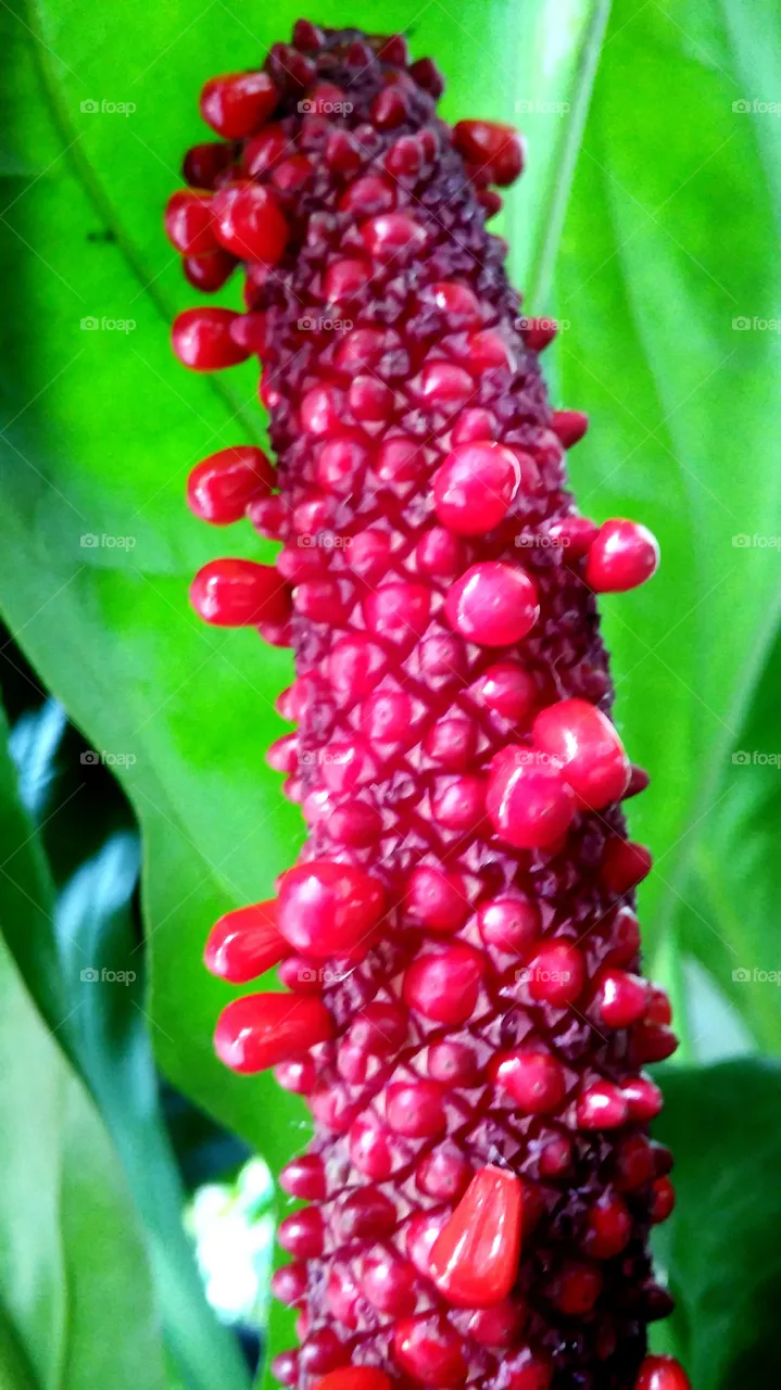 green and red