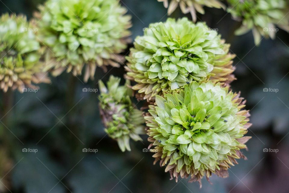 Green flowers