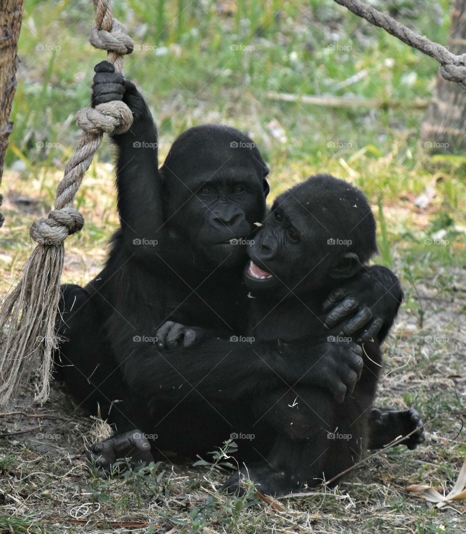 Two Baby Gorillas 