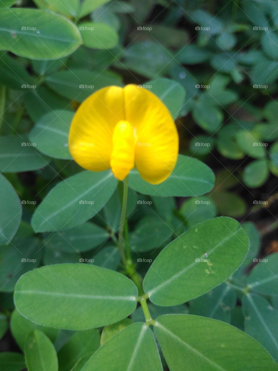 Anyone know the name of this flower