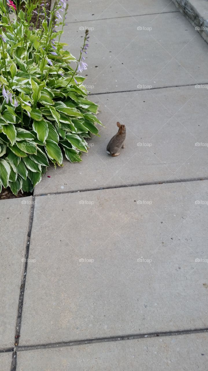 A tiny bunny on the side walk on a warm summer day.