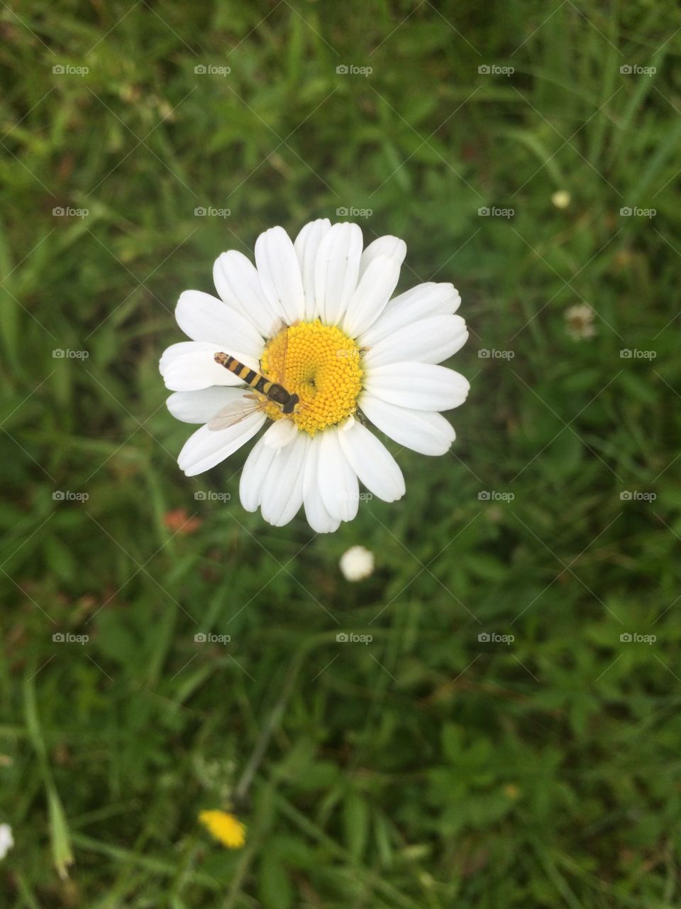 White flower. A flower with a bug