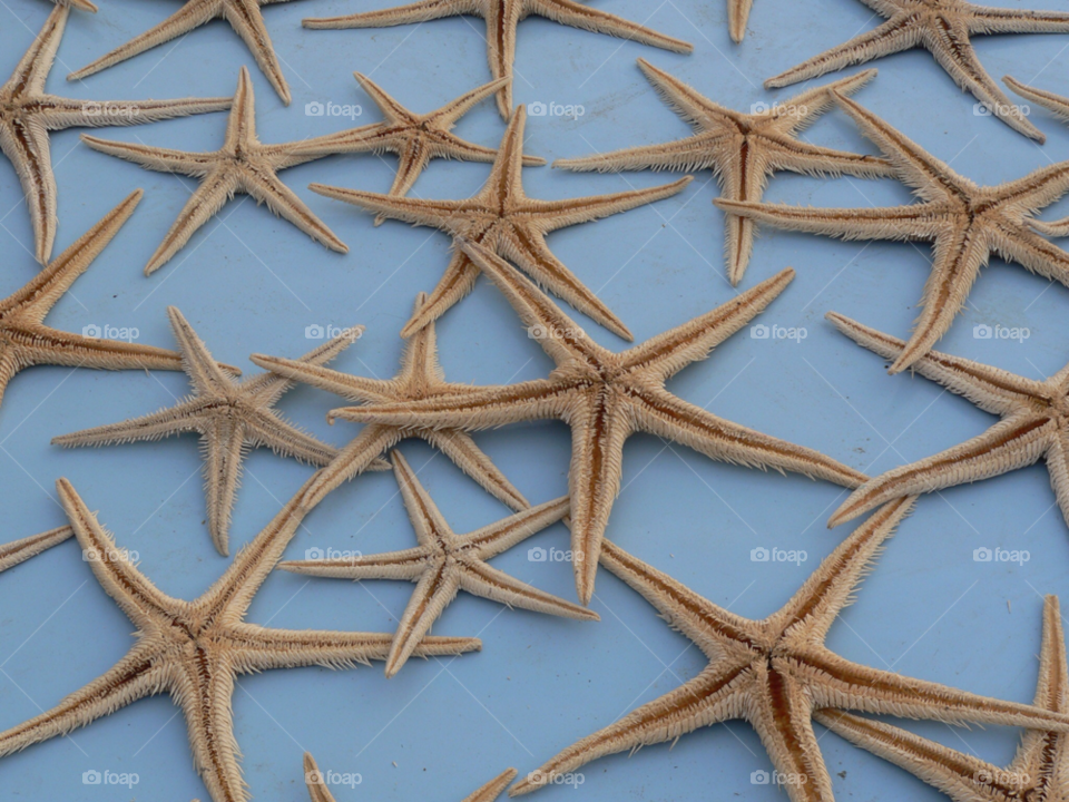 pattern starfish drying starfish natural pattern by auscro