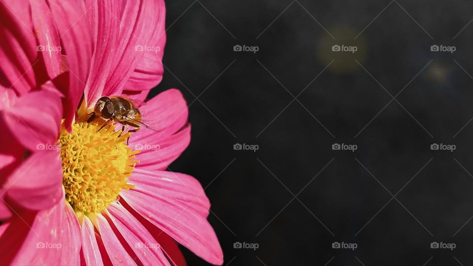 bee on a pink flower