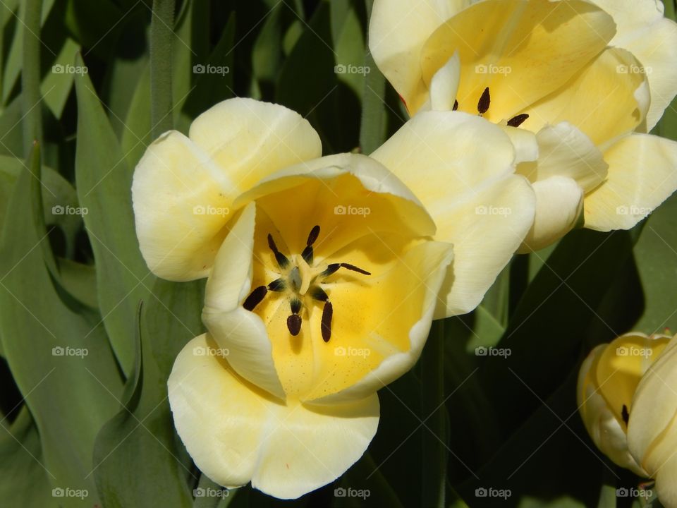 Tulip. Ivory Floradale