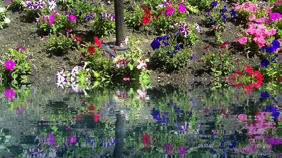 Flowers and Water
