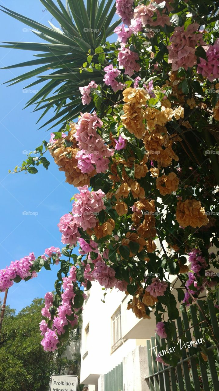 Bougainvilles in Copacabana