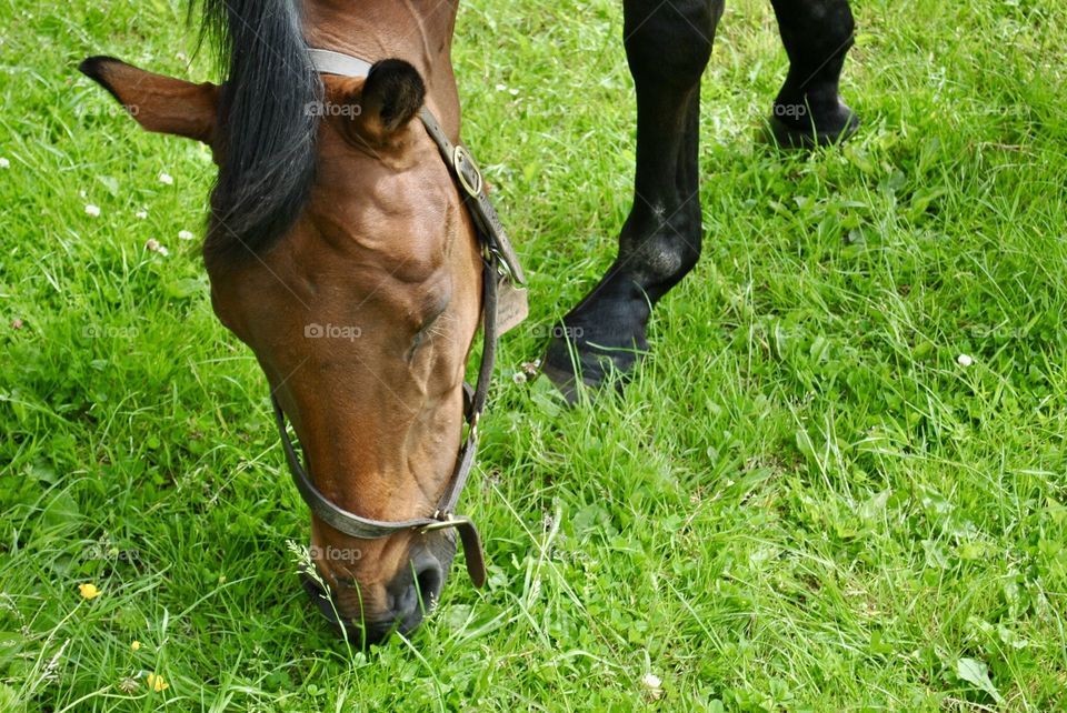 Horse Closeup