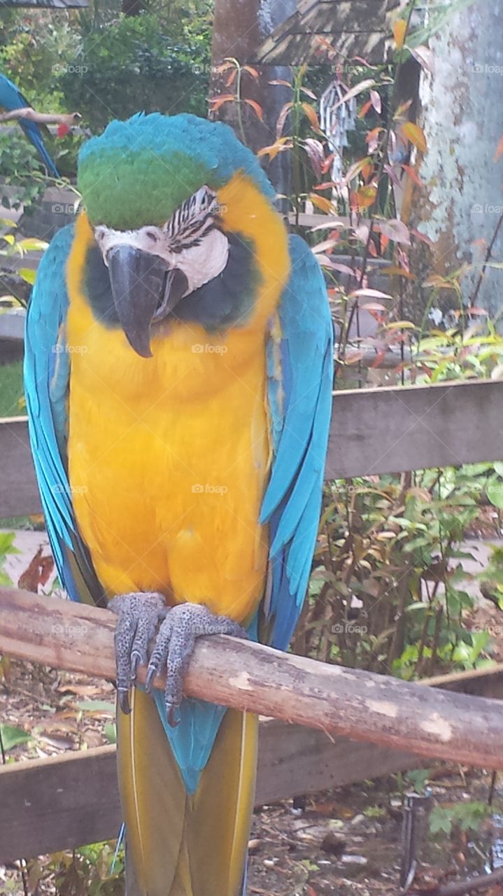 Parrot on perch. parrot resting in wildlife park