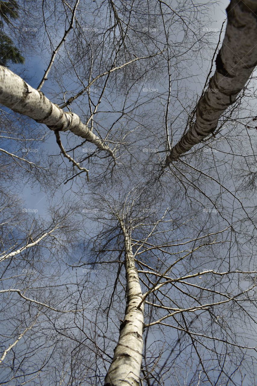 Three willow trees against the sky during winter