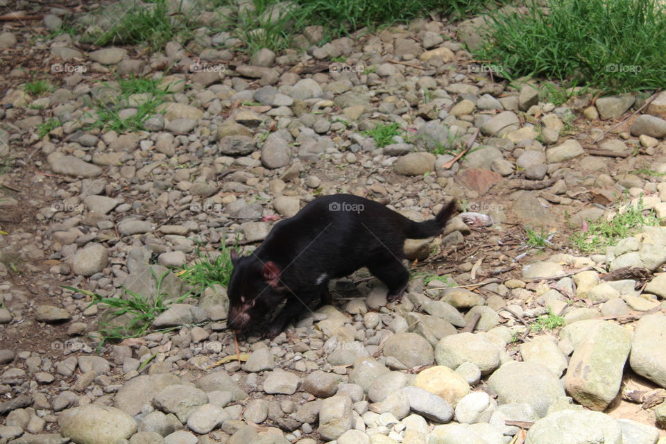 Tasmanian devil sniffing curiously around for food