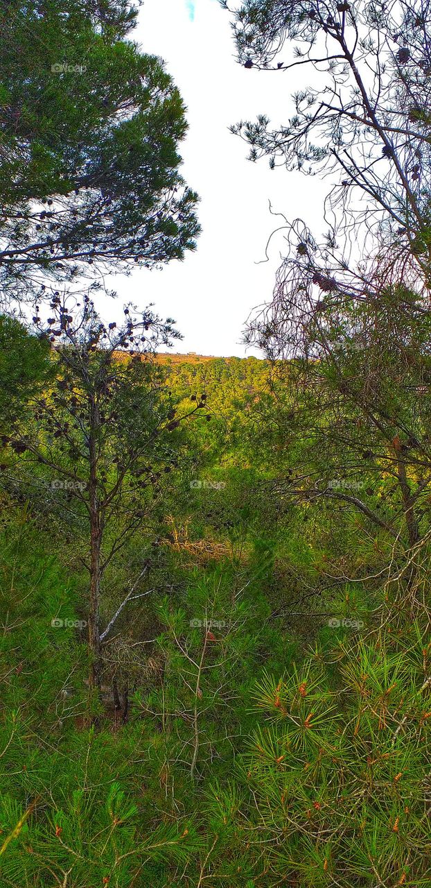 Pine Forest Serenity on a Golden Hill