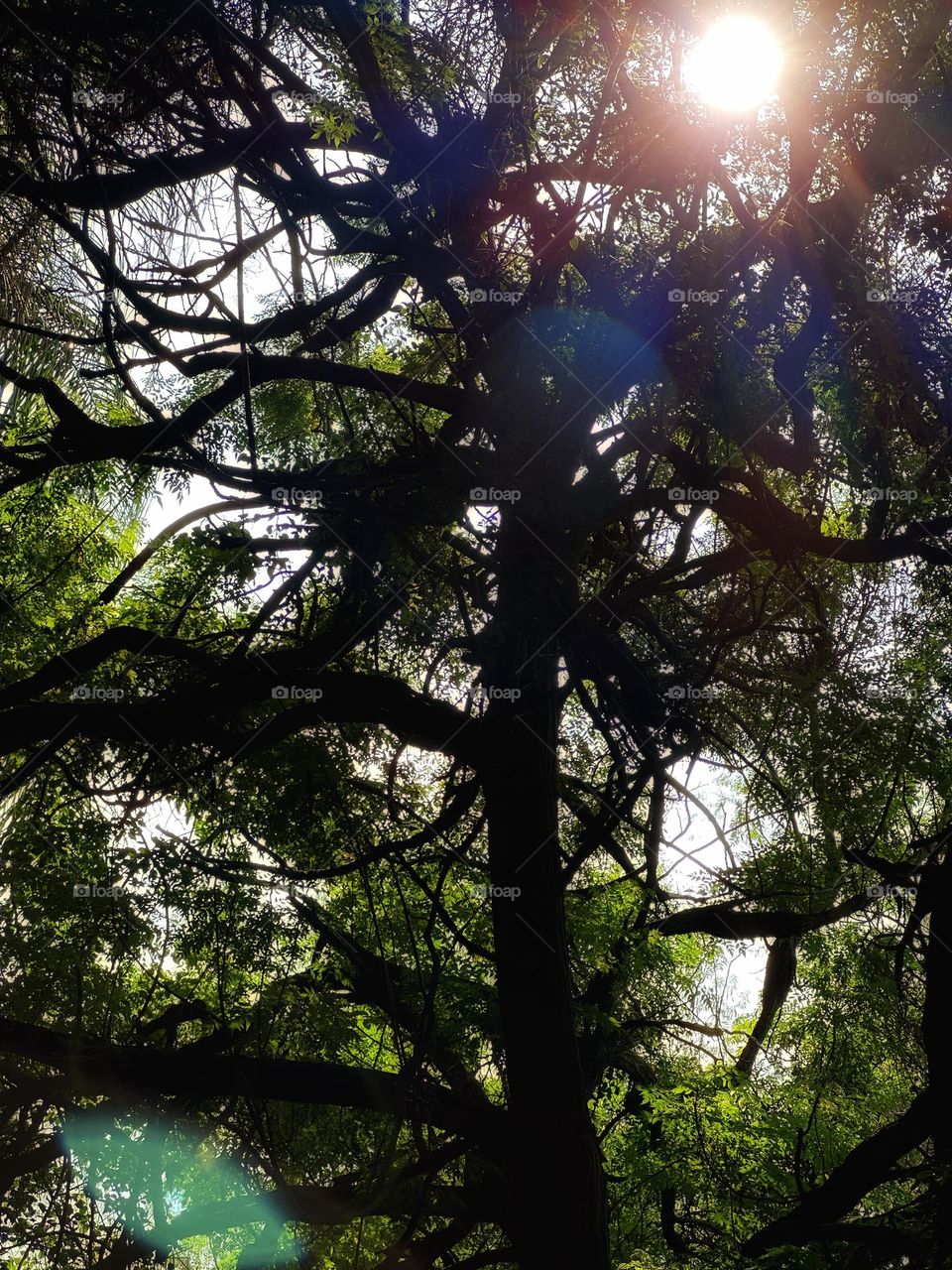 Big ancient tree with green leaves in a forest with the sunlight crossing through its branches.