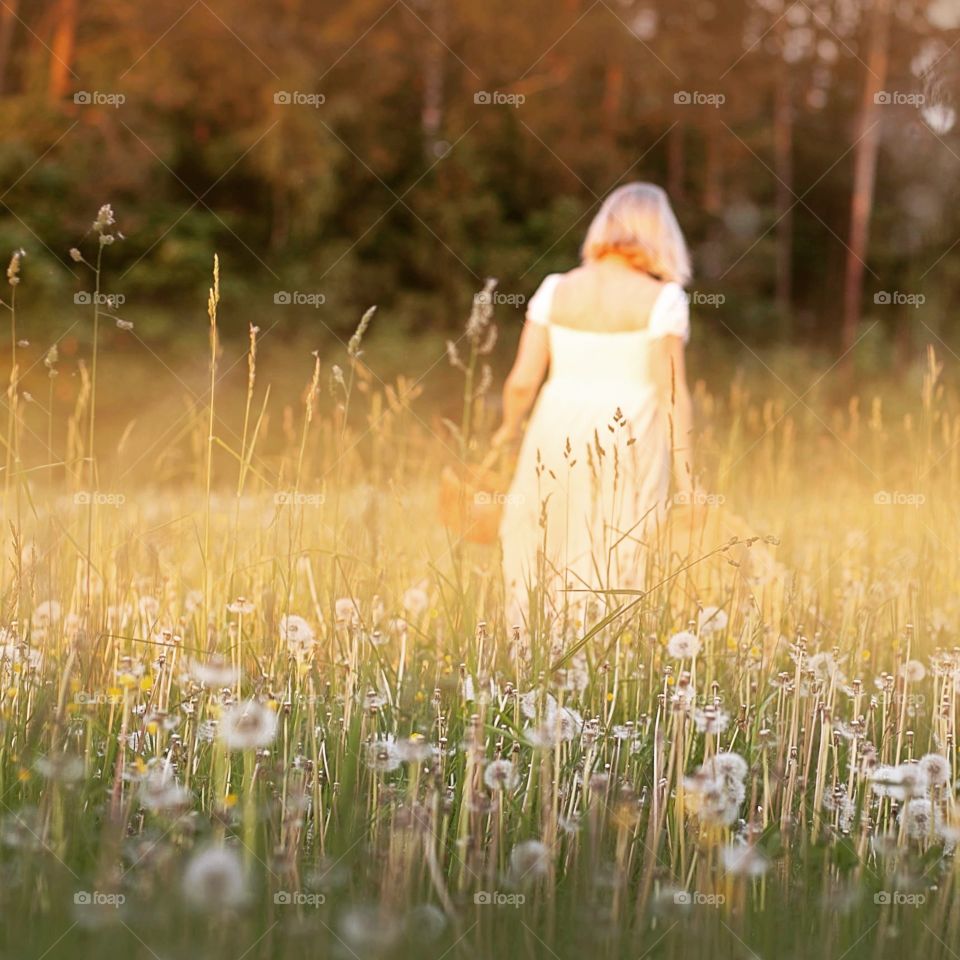 dandelion field