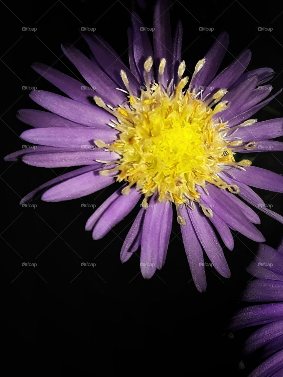 Purple Petals in a Dark Space