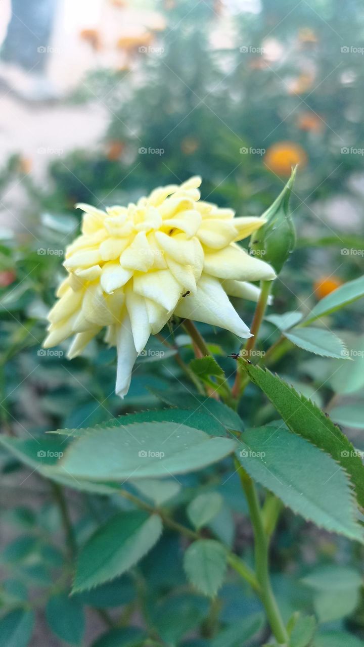 yelow rose photographed in a farm garden