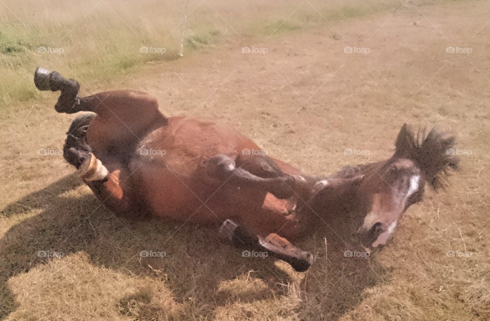 Pony enjoying a roll