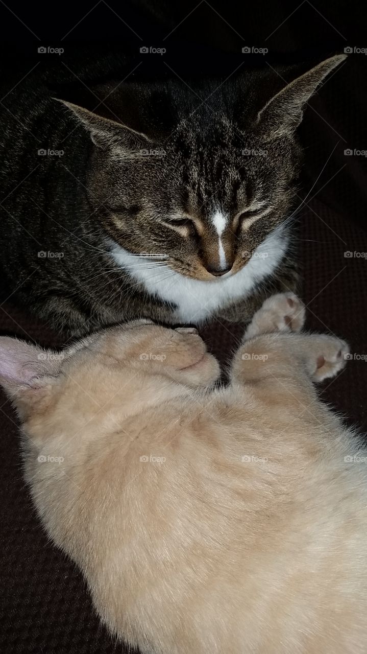 kitties on a lazy day!