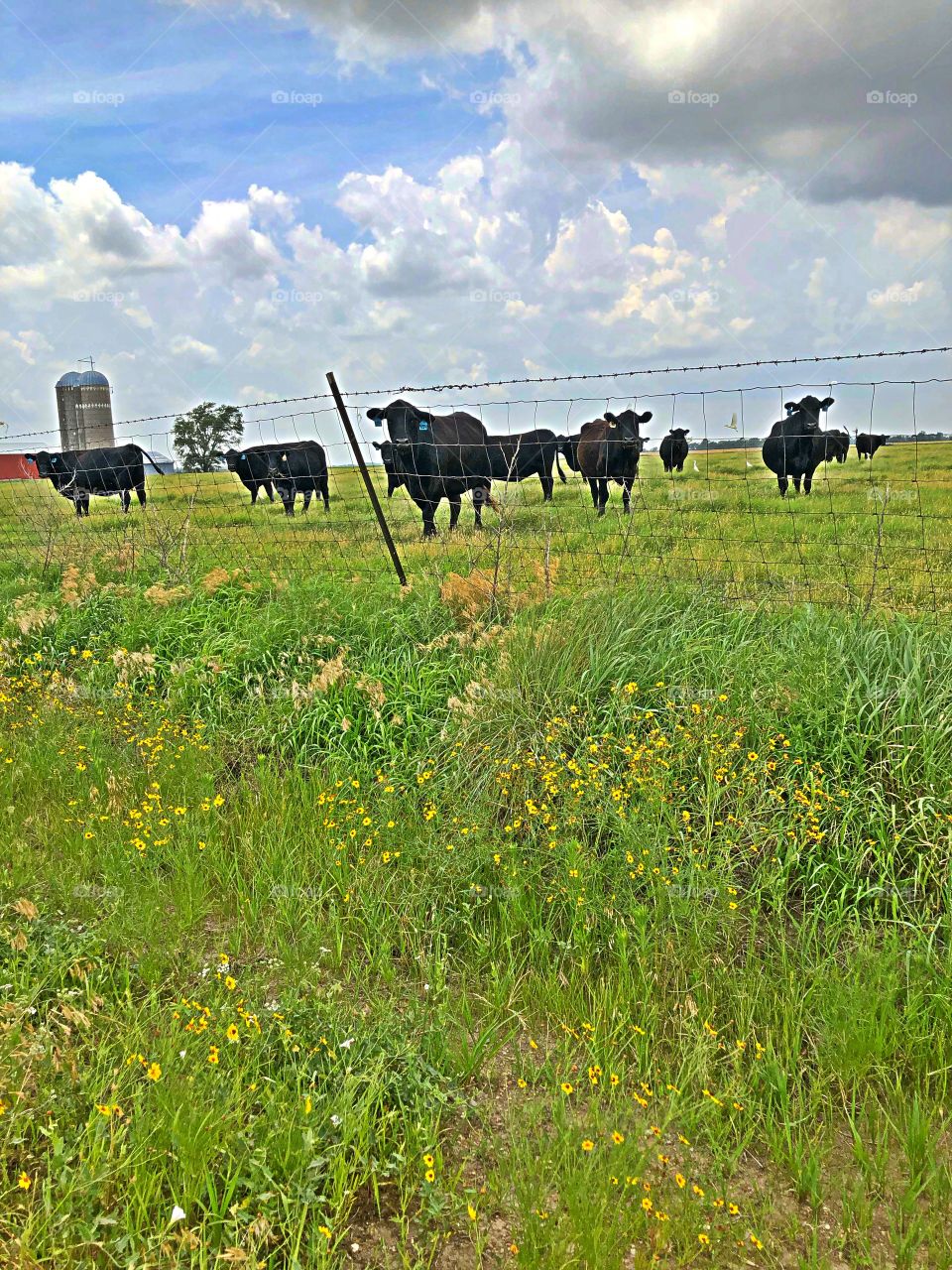 Kansas cows