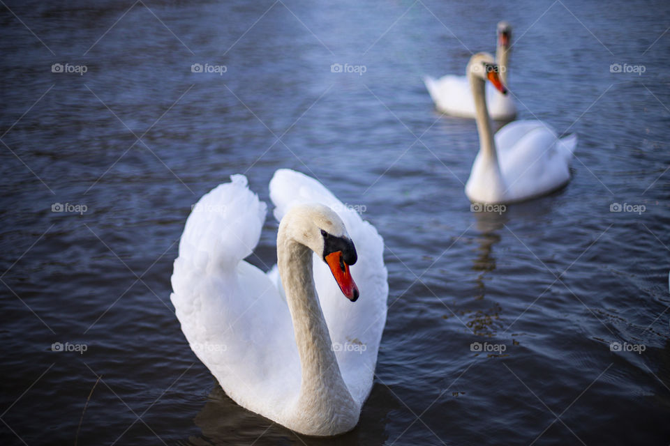 swan colors