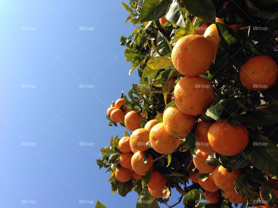 Land of Oranges