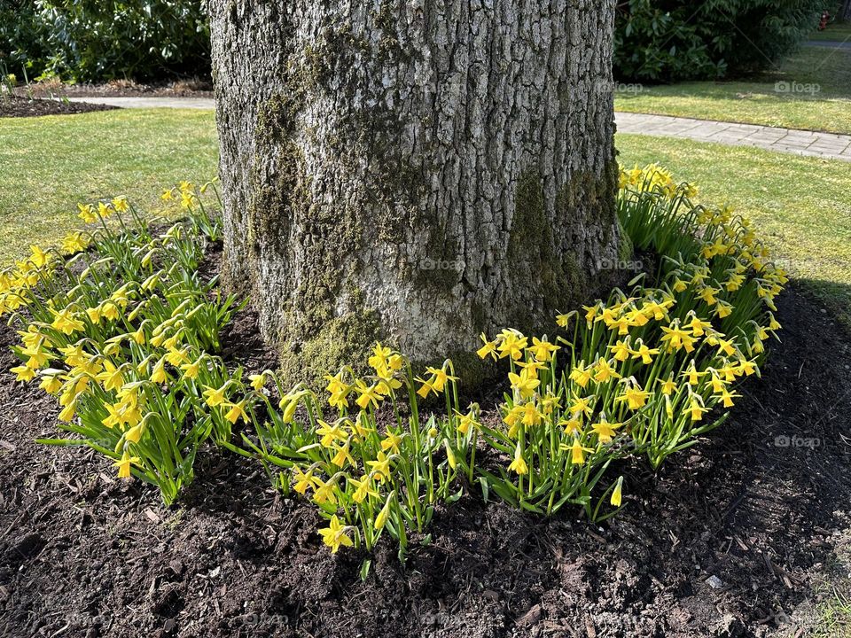 Daffodils around a tree