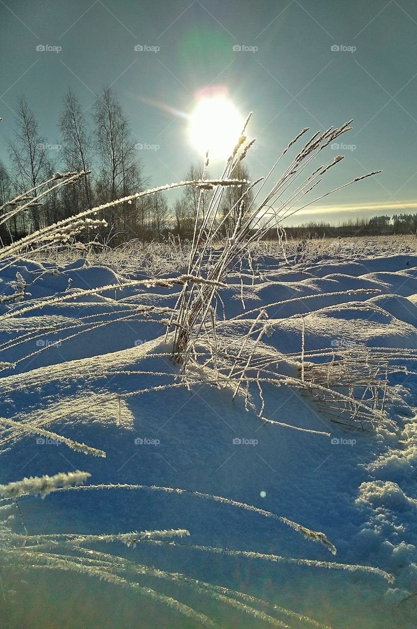 nature, засыпанное снегом поле, зимний день, солнце, полевая трава укрыта инеем, полоска леса вдали, высокое берёзы, мороз, голубое небо.