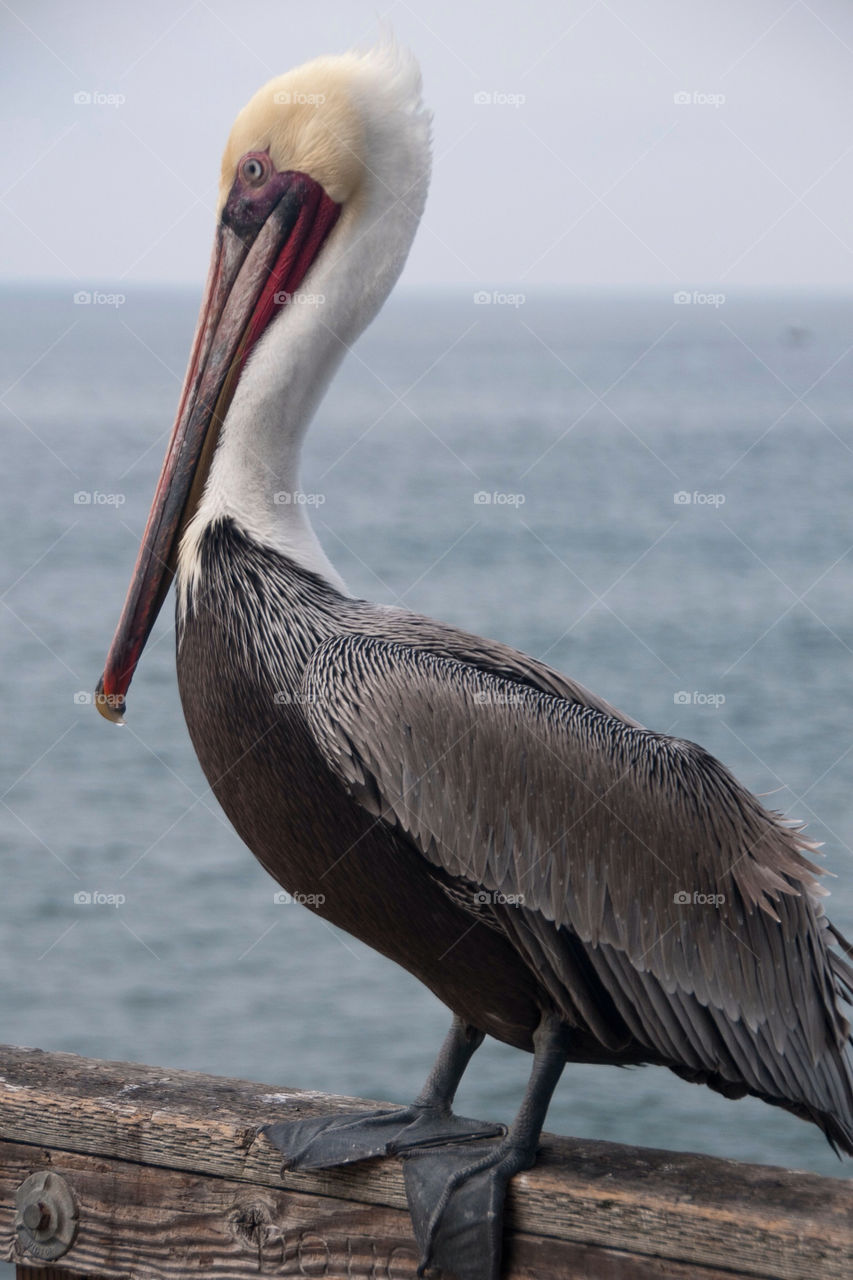 Pelican on the pier in San Diego California