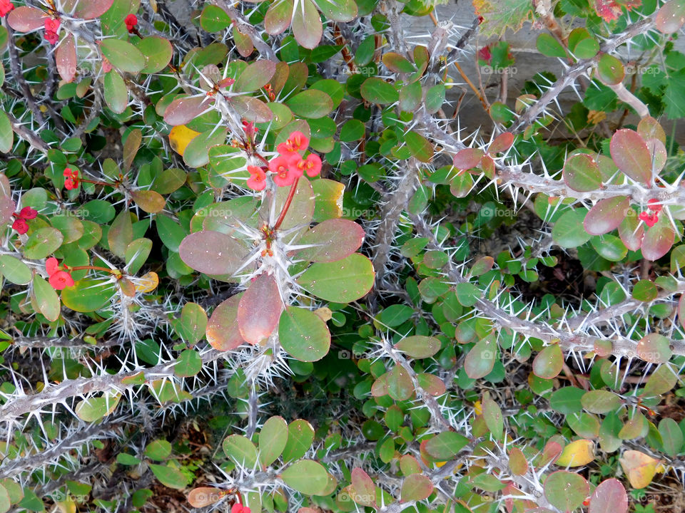 thorny plant