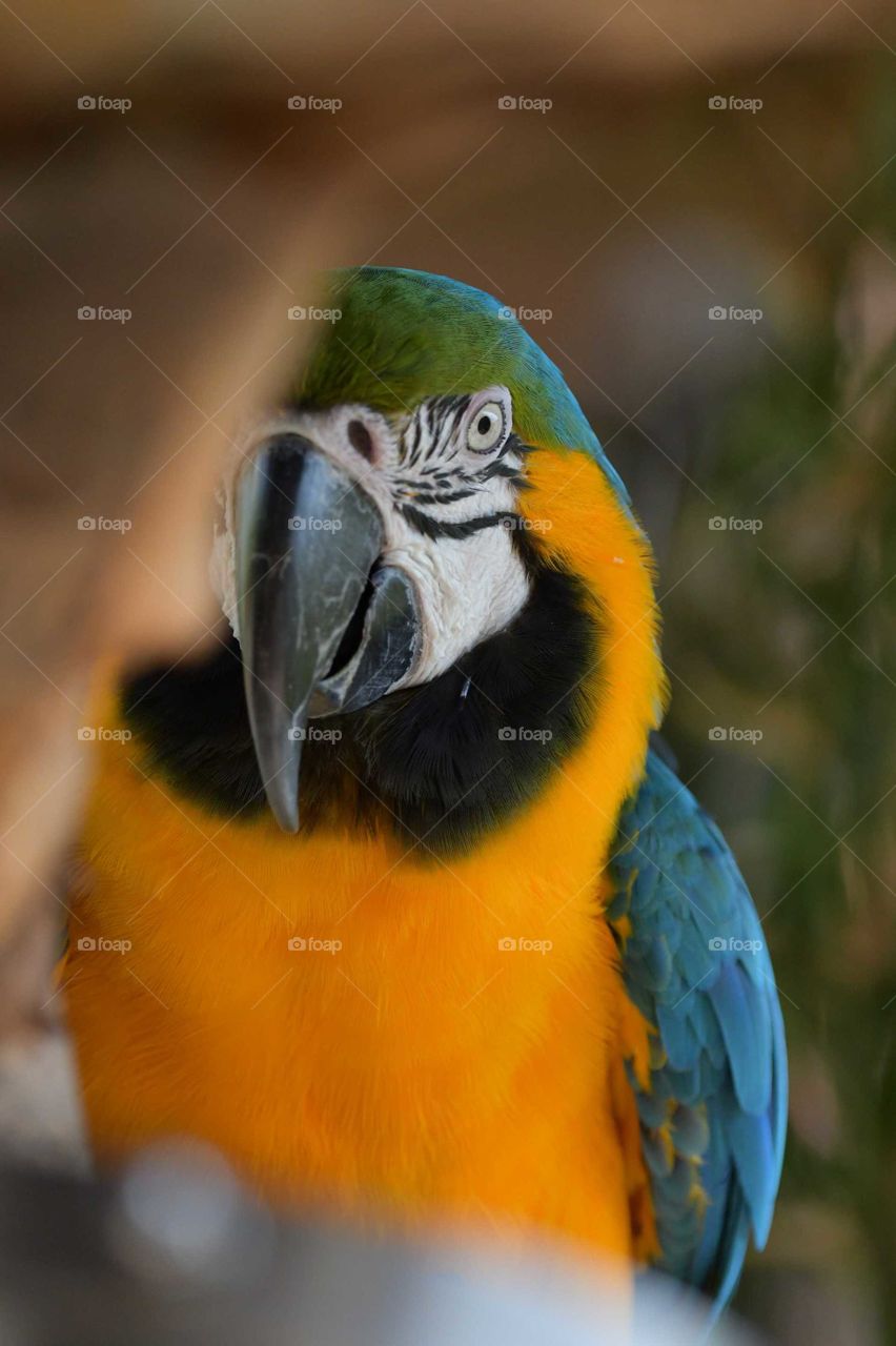 parrot