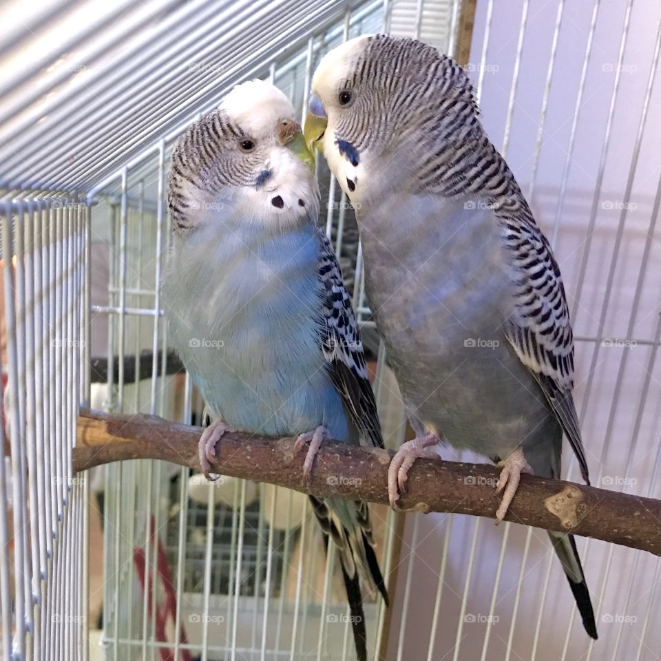 Two little blue parrots, giving kisses to each other, while standing on a branch.